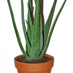 Aloe - Come scegliere pianta da bagno alta luce e temperatura